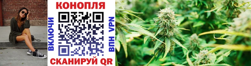 Бошки марихуана OG Kush  Купить где  Сальск 